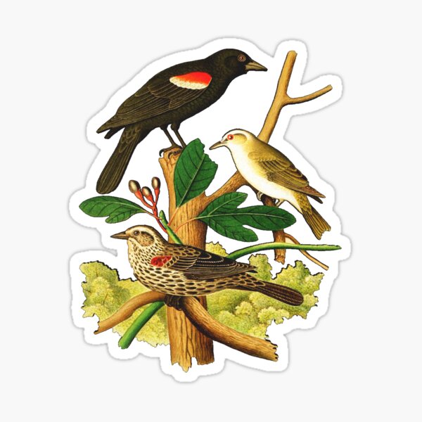 Item preview, Redwing Blackbird designed and sold by Santanu1990.