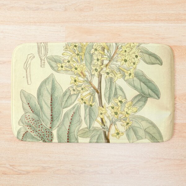 Item preview, Elaeagnus argentea 137 8369 designed and sold by EsotericBotanic.