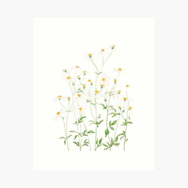 Item preview, hand painted white black-jack flowers watercolor painting  designed and sold by ColorandColor.