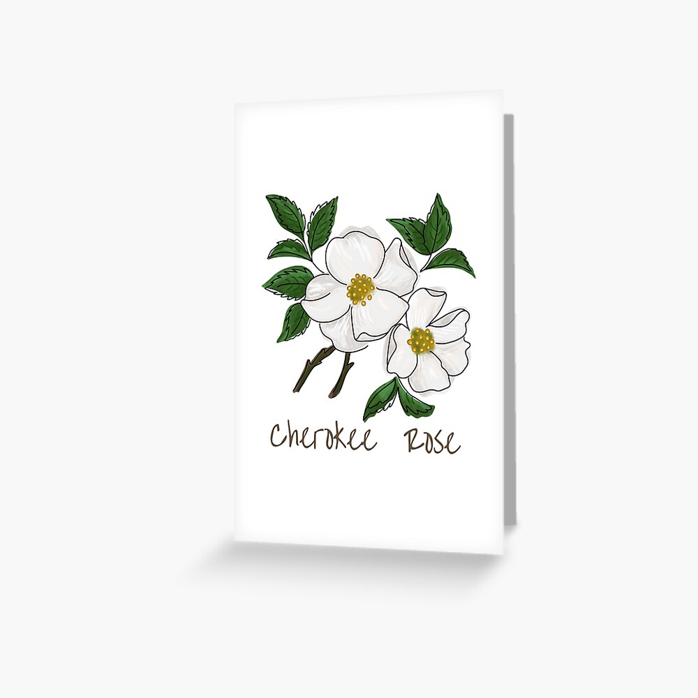 Cherokee Rose