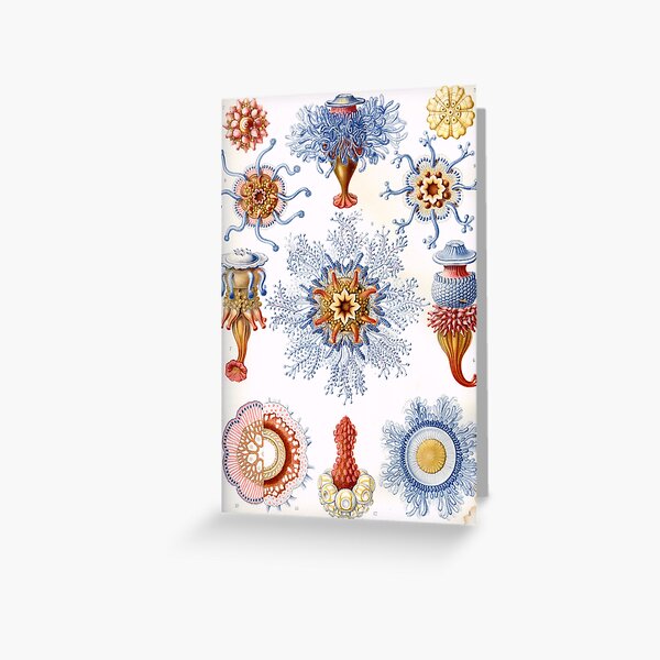 Haeckel Siphonophorae. Siphonophorae is an order of Hydrozoans, a class of marine organisms belonging to the phylum Cnidaria Greeting Card