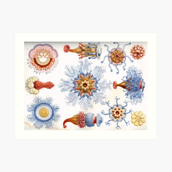Haeckel Siphonophorae. Siphonophorae is an order of Hydrozoans, a class of marine organisms belonging to the phylum Cnidaria Art Print