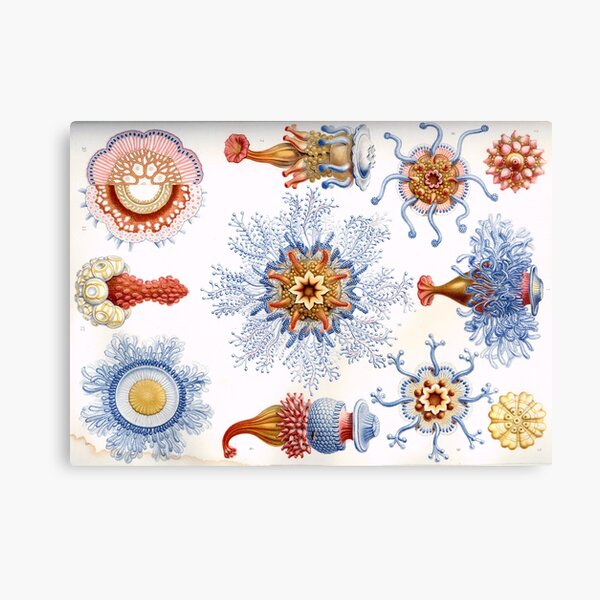 Haeckel Siphonophorae. Siphonophorae is an order of Hydrozoans, a class of marine organisms belonging to the phylum Cnidaria Canvas Print