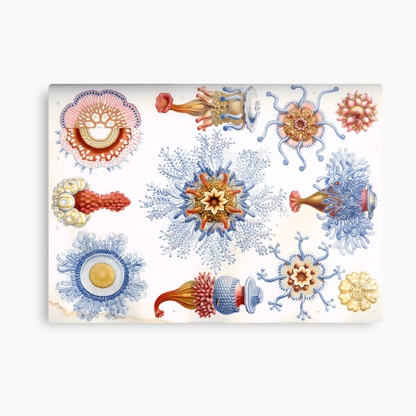 Haeckel Siphonophorae. Siphonophorae is an order of Hydrozoans, a class of marine organisms belonging to the phylum Cnidaria Metal Print