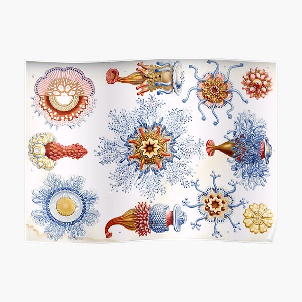 Haeckel Siphonophorae. Siphonophorae is an order of Hydrozoans, a class of marine organisms belonging to the phylum Cnidaria Poster