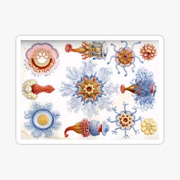 Haeckel Siphonophorae. Siphonophorae is an order of Hydrozoans, a class of marine organisms belonging to the phylum Cnidaria Sticker