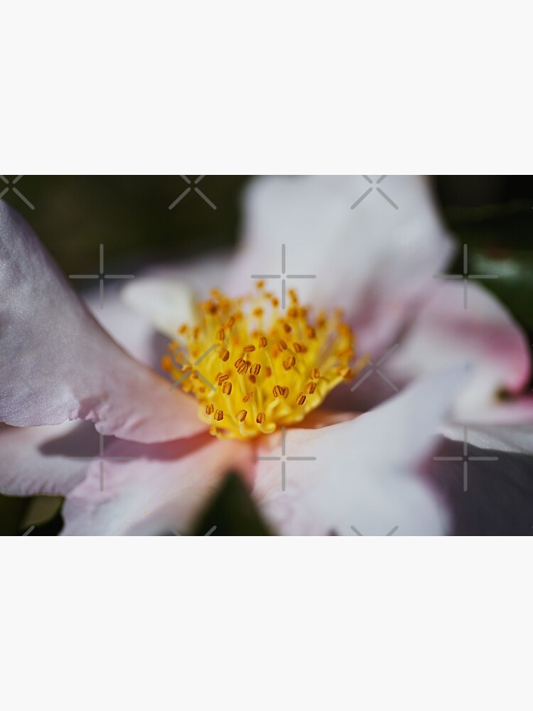 Lámina rígida «Camellia Japonica Flor Rosa Suave» de bubbleblue | Redbubble