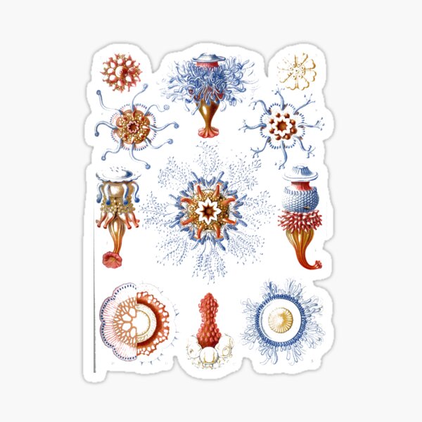 Haeckel Siphonophorae. Siphonophorae is an order of Hydrozoans, a class of marine organisms belonging to the phylum Cnidaria Sticker