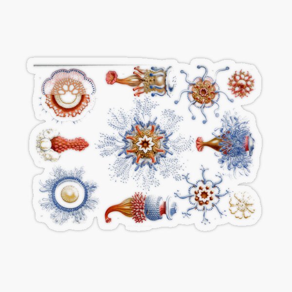 Haeckel Siphonophorae. Siphonophorae is an order of Hydrozoans, a class of marine organisms belonging to the phylum Cnidaria Transparent Sticker