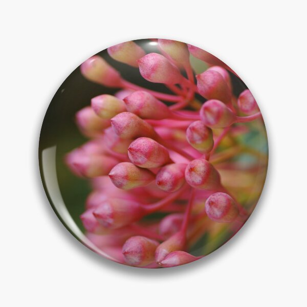 Item preview, Corymbia Ficifolia Red Australian Eucalyptus designed and sold by Joy Watson - Natural Light Photography .