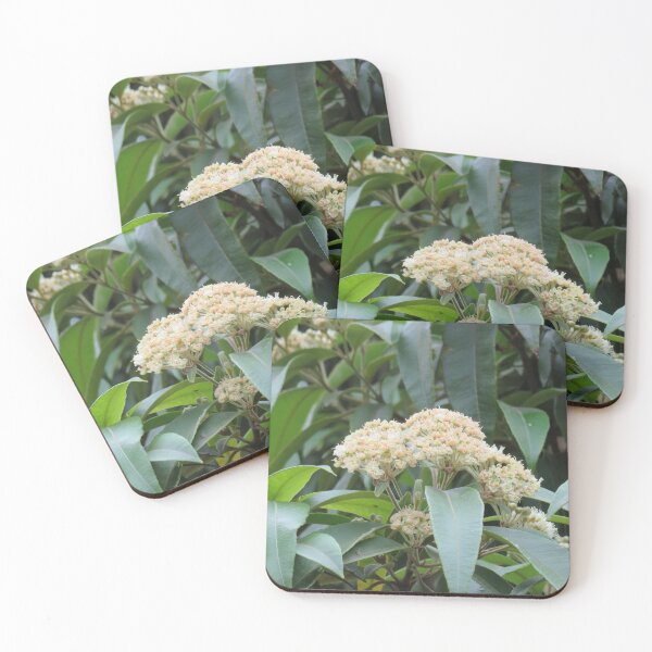Item preview, Lemon myrtle flowers designed and sold by greentiger1.