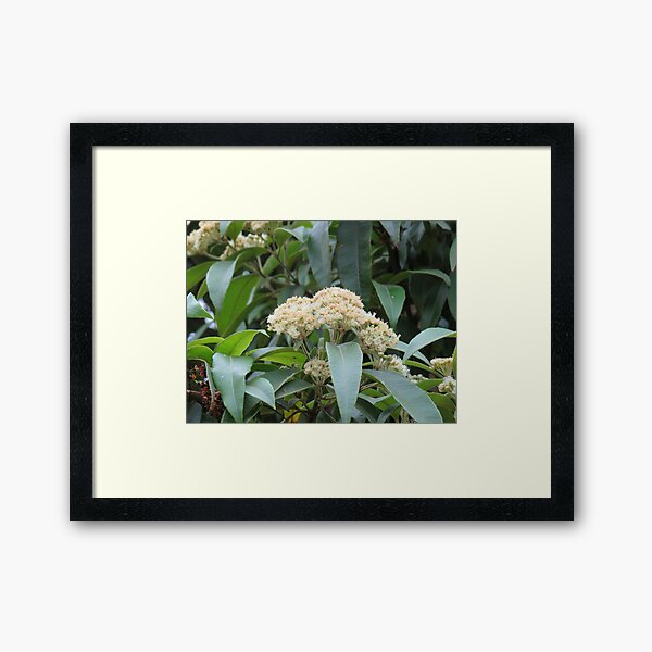 Item preview, Lemon myrtle flowers designed and sold by greentiger1.
