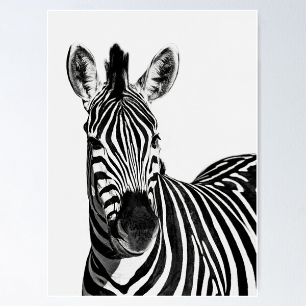 Item preview, Black and White Zebra. designed and sold by Sabvaningphotoart.