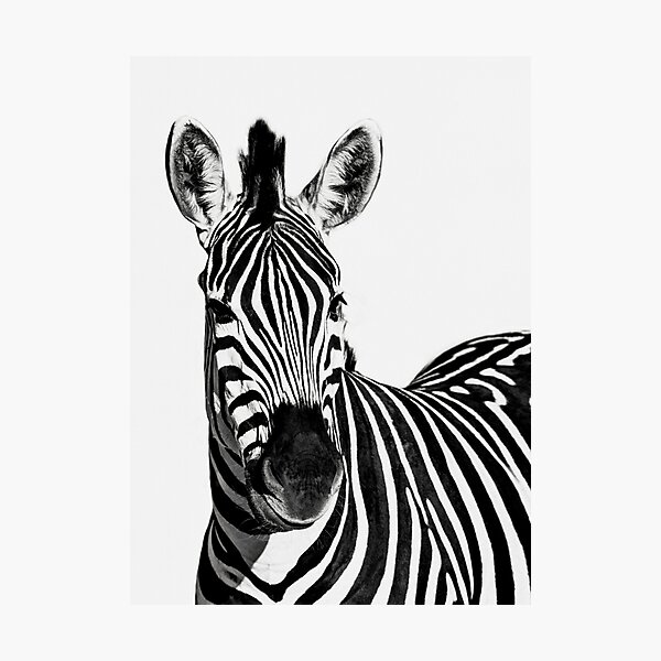 Artikelvorschau, Schwarz-Weiß-Zebra. entworfen und verkauft von Sabvaningphotoart.