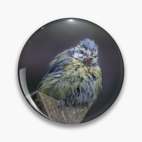 Item preview, Molting blue tit designed and sold by chanonry.