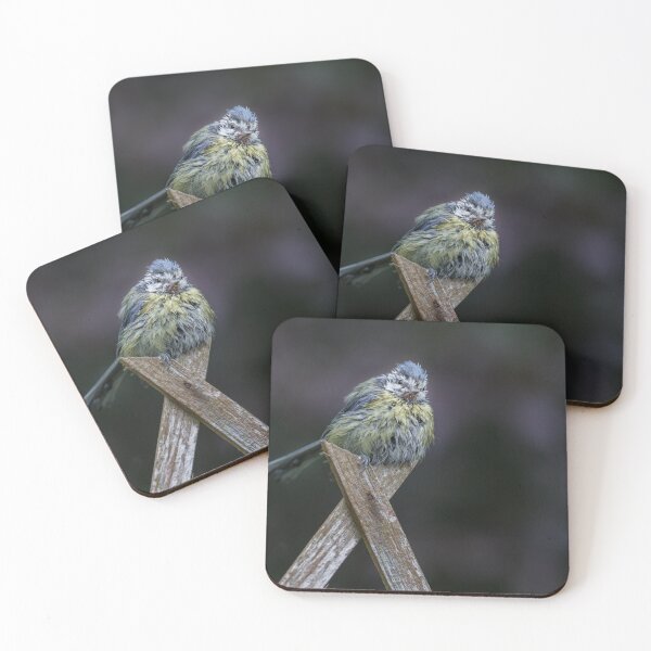 Item preview, Molting blue tit designed and sold by chanonry.