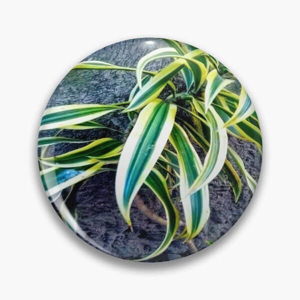 Item preview, Swordplant/Snakeplant in the cold morning. designed and sold by calmingchaos.