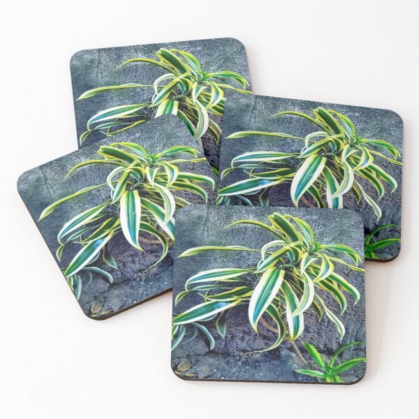 Item preview, Swordplant/Snakeplant in the cold morning. designed and sold by calmingchaos.