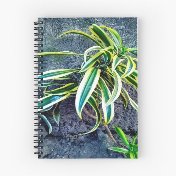 Item preview, Swordplant/Snakeplant in the cold morning. designed and sold by calmingchaos.