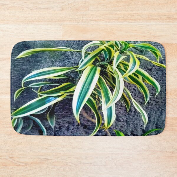 Item preview, Swordplant/Snakeplant in the cold morning. designed and sold by calmingchaos.
