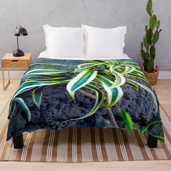Item preview, Swordplant/Snakeplant in the cold morning. designed and sold by calmingchaos.