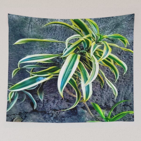 Item preview, Swordplant/Snakeplant in the cold morning. designed and sold by calmingchaos.