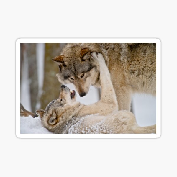 Gray Wolves Sticker