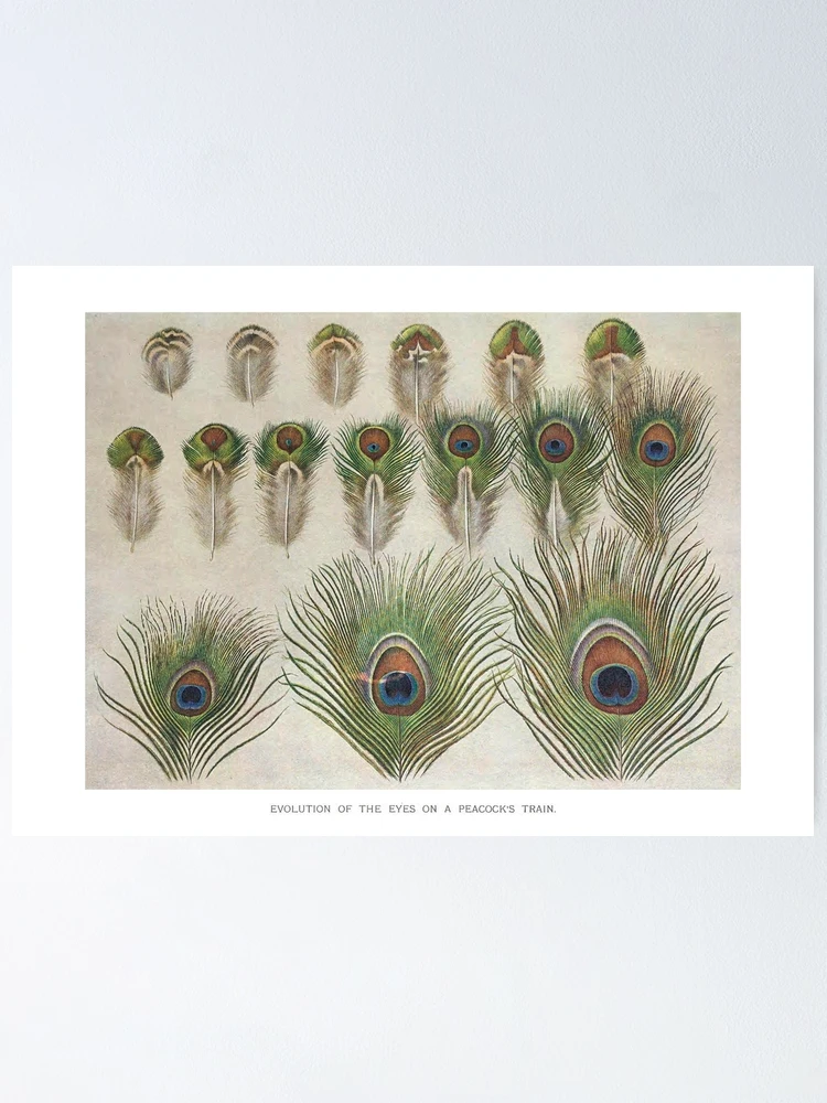 Peacock Feather - Evolution of the Eyes Poster for Sale by