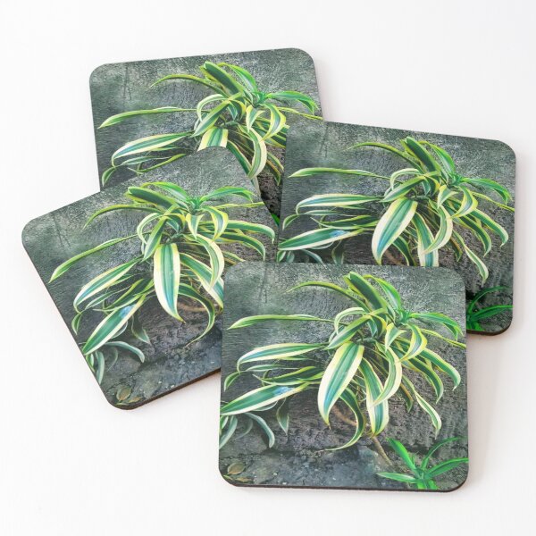 Item preview, Snakeplant/Swordplant on a regular morning. designed and sold by calmingchaos.