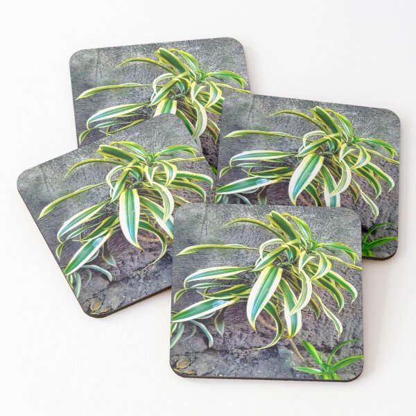 Item preview, Swordplant/Snakeplant in noontime  designed and sold by calmingchaos.