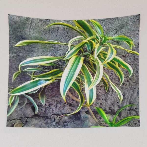 Item preview, Swordplant/Snakeplant in noontime  designed and sold by calmingchaos.
