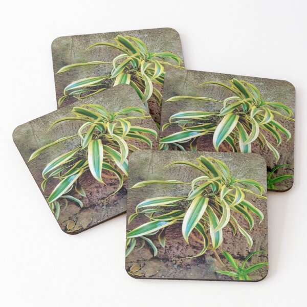 Item preview, Swordplant/Snakeplant in  summer sunset  designed and sold by calmingchaos.