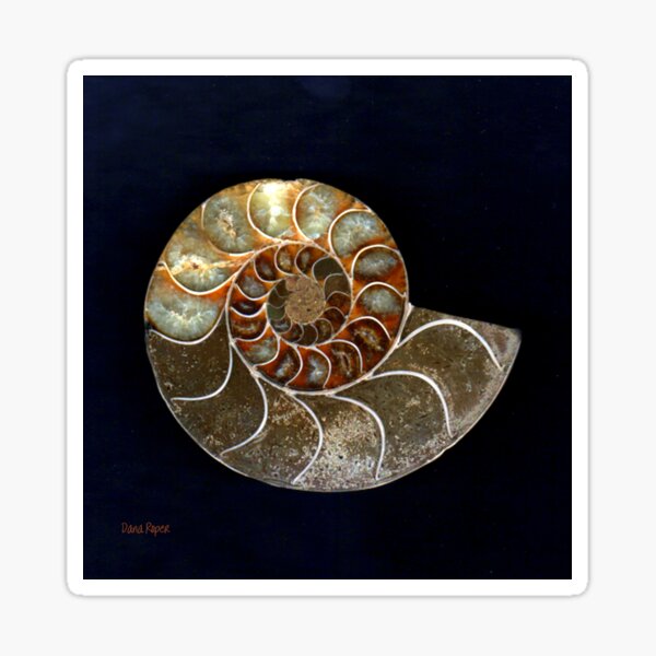 Ammonite Sticker