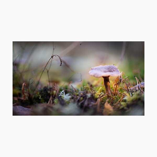 Mushroom in a daylight Photographic Print