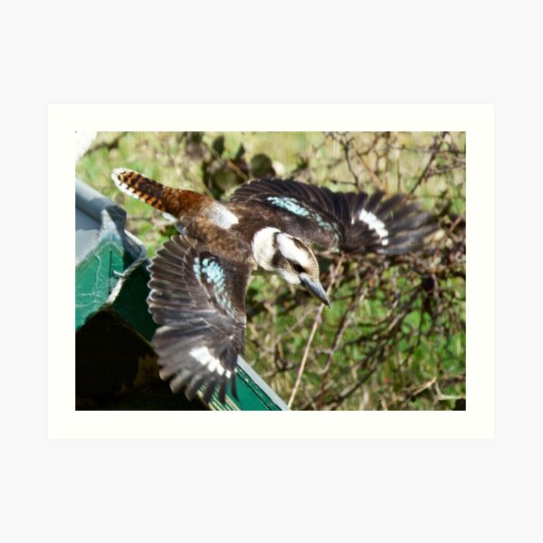 KINGFISHER ~ Kookaburra by David irwin Art Print
