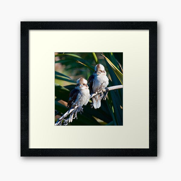 KINGFISHER ~ Kookaburra MCMCP3PQ by David Irwin Framed Art Print