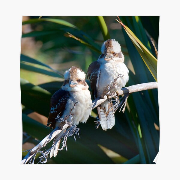 KINGFISHER ~ Kookaburra by David Irwin Poster