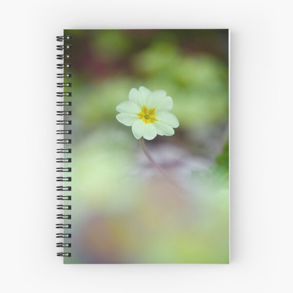 Item preview,  Digital photograph. Single primrose flower  designed and sold by SimonJohnson1.