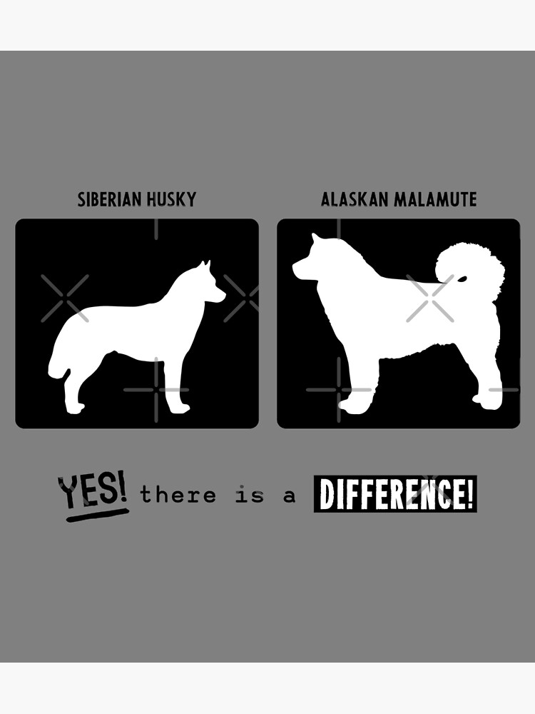 Siberian Husky vs Alaskan Malamute, there is a difference!