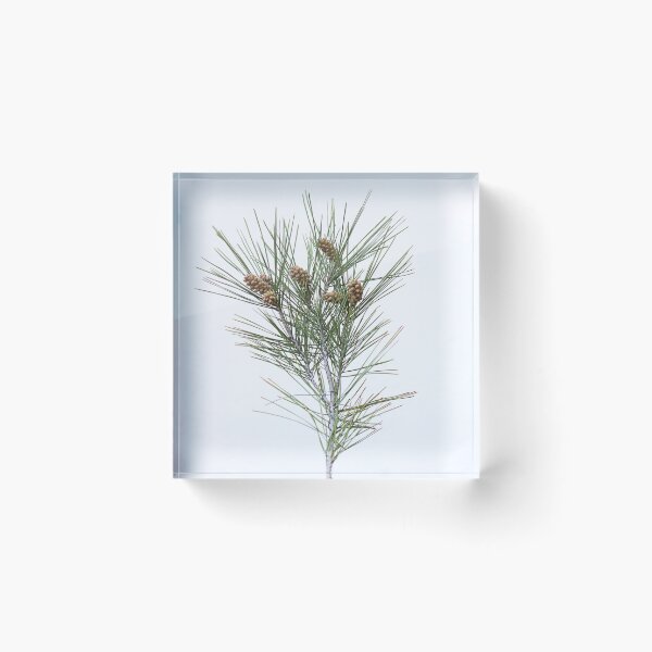 Item preview, Pine cones. designed and sold by Paul Pasco.