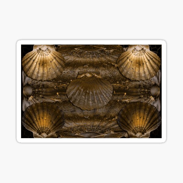 Scallop Shells Background Sticker