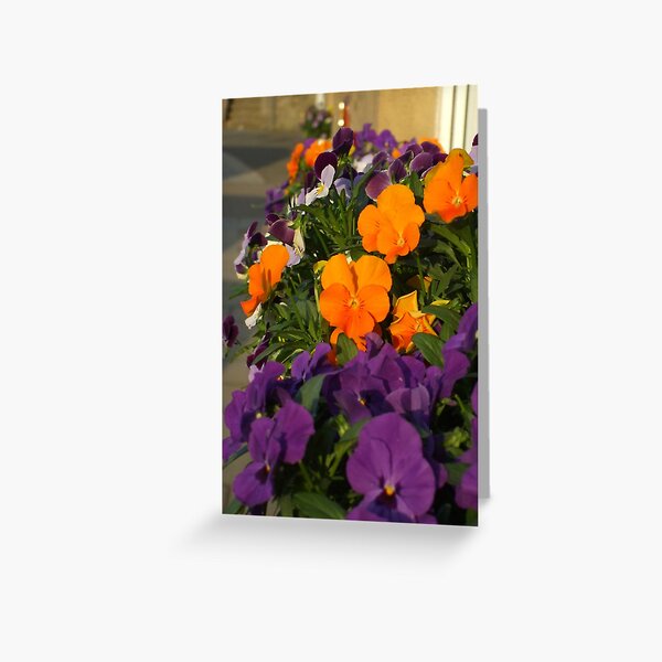 Pansy and Viola Windowbox Greeting Card