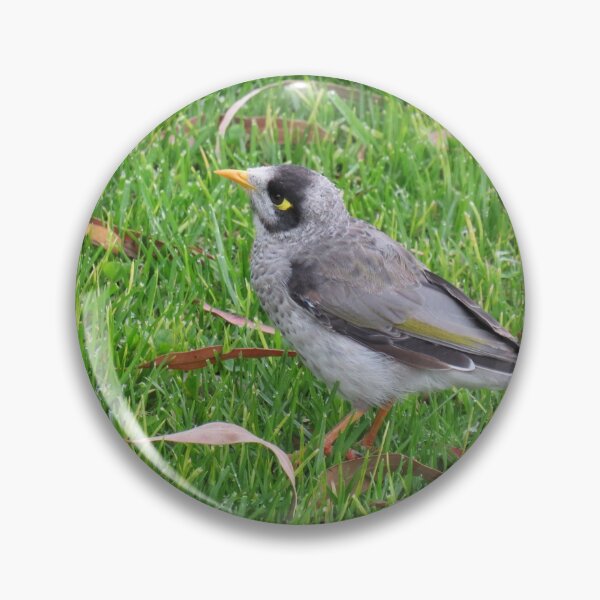 Item preview, Noisy miner designed and sold by greentiger1.