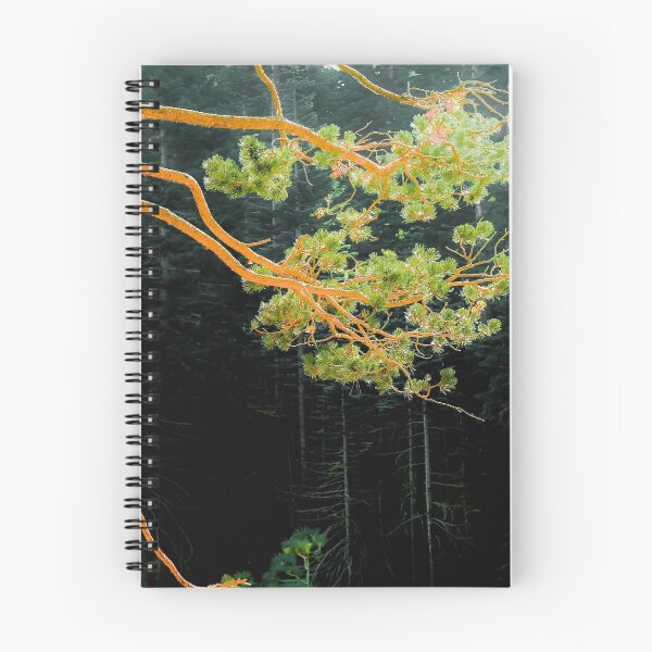 Item preview, closeup green pine tree in the wood at Lake Tahoe, USA designed and sold by Mrvell.