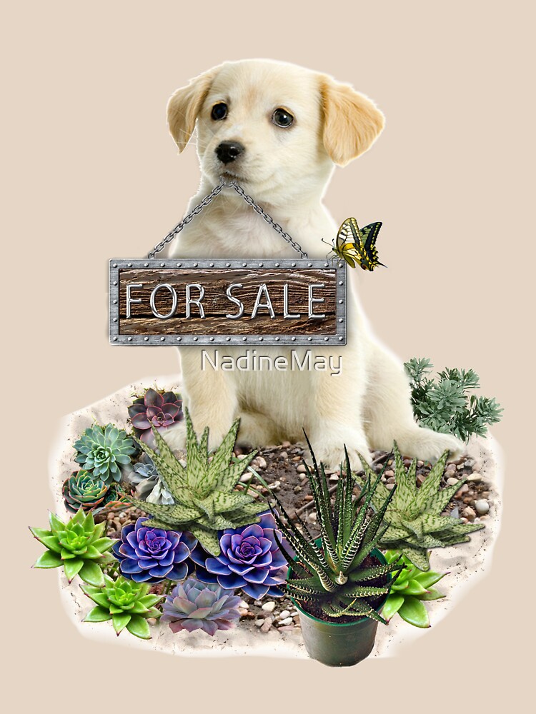 Succulents for sale by NadineMay