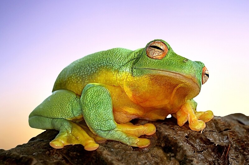 Sunrise Frog By Ken Boxsell Redbubble