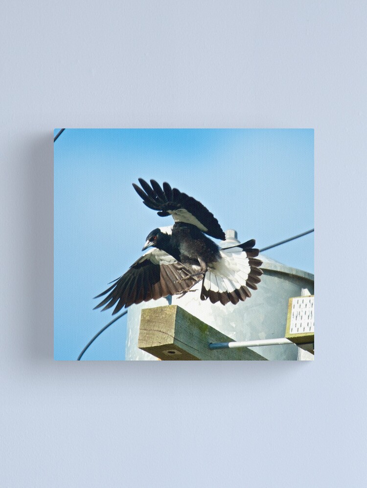 Thumbnail 1 of 3, Canvas Print, MAGPIE ~ Australian Magpie 9JTJDLCF by David Irwin ~ WO designed and sold by tasmanianartist.