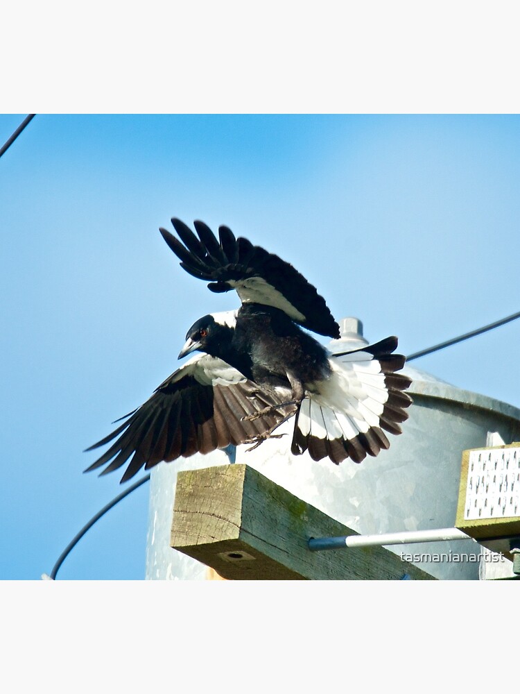 Thumbnail 3 of 3, Canvas Print, MAGPIE ~ Australian Magpie 9JTJDLCF by David Irwin ~ WO designed and sold by tasmanianartist.
