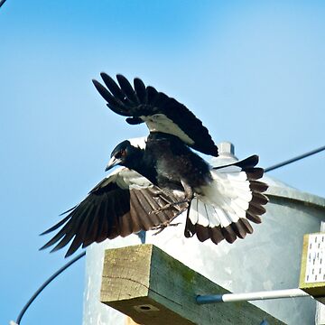 Artwork thumbnail, MAGPIE ~ Australian Magpie 9JTJDLCF by David Irwin ~ WO by tasmanianartist