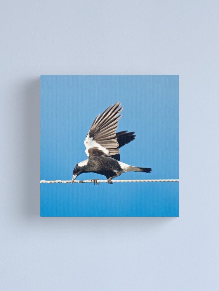 Thumbnail 1 of 3, Canvas Print, MAGPIE ~ Australian Magpie XAES7Y8R by David Irwin designed and sold by tasmanianartist.
